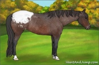 Horse Color:Bay Appaloosa Rabicano 