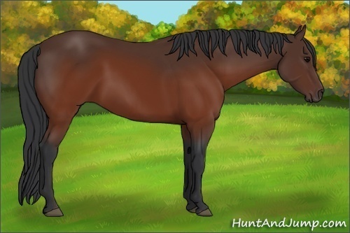 Horse Color:Brown 