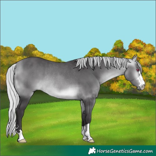 Horse Color:Silver Buckskin Chinchilla Rabicano 