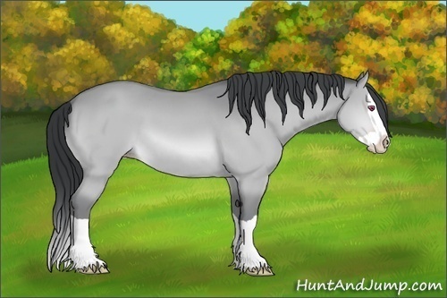 Horse Color:Sable Champagne Chinchilla Splash 