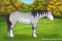 Horse Color:Sable Champagne Chinchilla Splash 