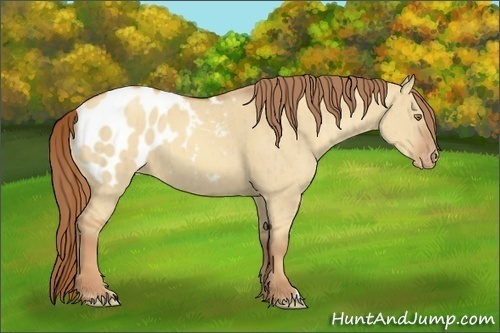 Horse Color:Gold Champagne Dun Appaloosa Brindle 
