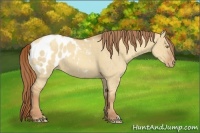Horse Color:Gold Champagne Dun Appaloosa Brindle 