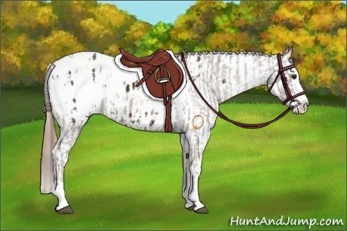 Horse Color:Liver Chestnut Sabino Splash Appaloosa  and Gold Champagne Sabino Splash Appaloosa 