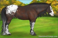 Horse Color:Black Sabino Splash Appaloosa and Brown Sabino Splash Appaloosa