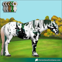 Horse Color:ERROR: UNKNOWN ANOMALY and Brown Sabino Splash Appaloosa 