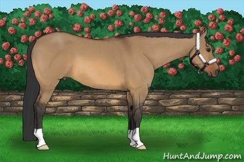 Horse Color:Bay Dun