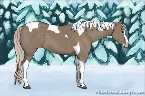 Horse Color:Silver Grullo Splash Tobiano
