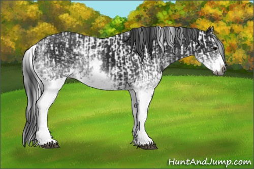 Horse Color:Gray White Spotted Black Splash and Gray White Spotted Black Splash