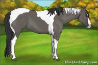 Horse Color:Grullo Splash Tobiano