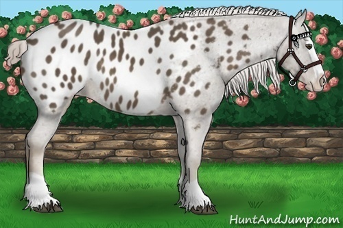 Horse Color:Chocolate Palomino Splash Appaloosa