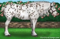 Horse Color:Chocolate Palomino Splash Appaloosa 