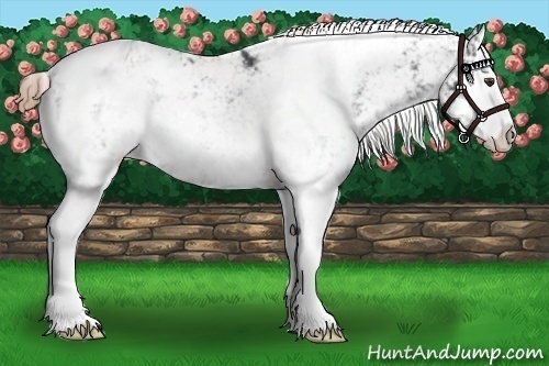 Horse Color:Liver Chestnut Sabino Splash Blanket 