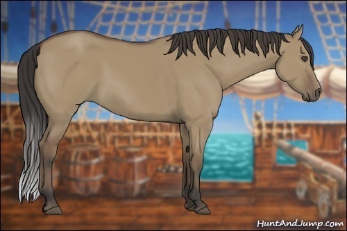 Horse Color:Buckskin Dun 
