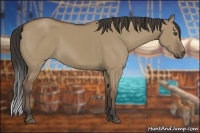 Horse Color:Buckskin Dun 