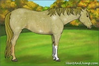 Horse Color:Watercolor Red Roan 