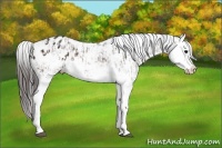 Horse Color:Bay Sabino Splash Appaloosa and Bay Sabino Splash Appaloosa