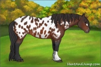 Horse Color:Bay Appaloosa