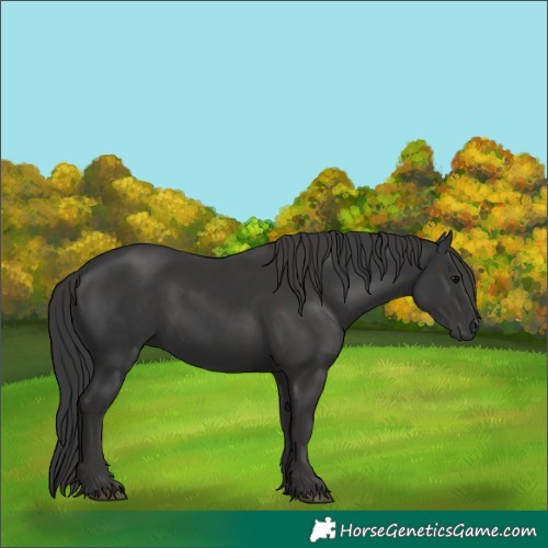 Horse Color:Black  and Smoky Black 