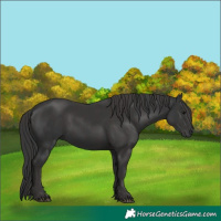 Horse Color:Black and Smoky Black