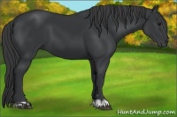 Horse Color:Black  and Black 