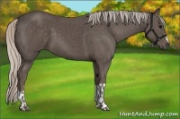 Horse Color:Silver Black and Silver Black