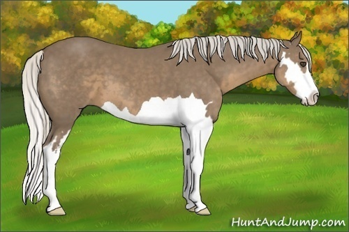 Horse Color:Silver Smoky Black Splash Frame