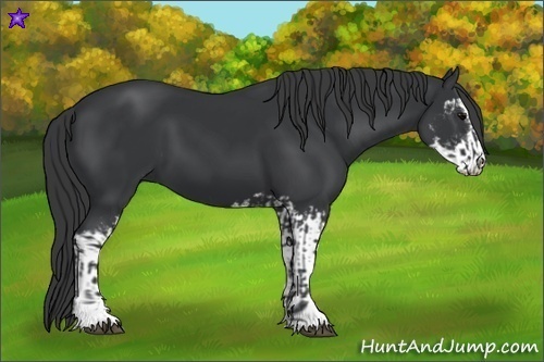 Horse Color:Black Sabino and Black Sabino