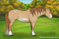 Horse Color:Red Dun Sabino Splash Frame
