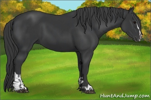 Horse Color:Black Sabino  and Black Sabino 