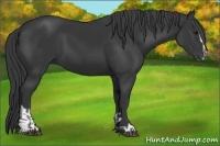Horse Color:Black Sabino  and Black Sabino 