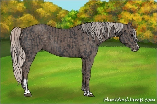 Horse Color:Black Sabino and Silver Black Sabino