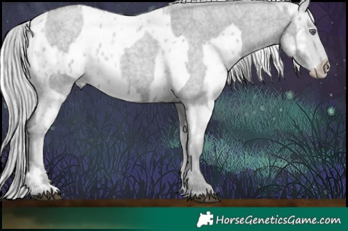 Horse Color:Silver Grullo Chinchilla Roan Sabino and White Spotted Silver Blue Chinchilla Roan Appaloosa