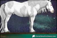 Horse Color:Silver Grullo Chinchilla Roan Sabino  and White Spotted Silver Blue Chinchilla Roan Appaloosa 