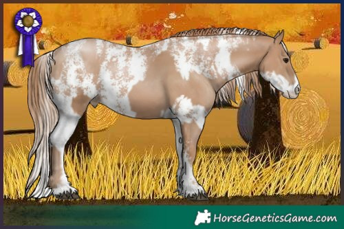 Horse Color:Black Pearl Sabino and Black Pearl Sabino