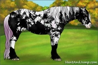 Horse Color:Black Sabino Varnish Rabicano 