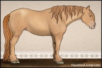 Horse Color:Gold Champagne Sabino