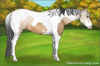 Horse Color:Bay Dun Sabino Tobiano