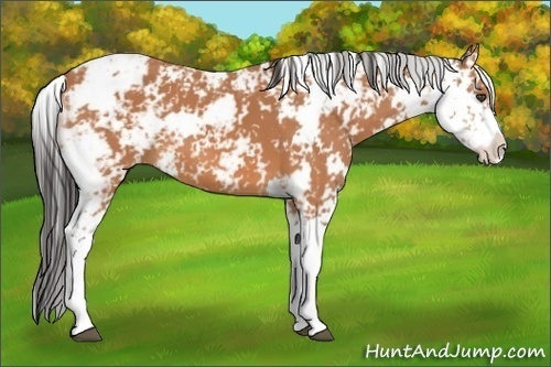 Horse Color:Bay Sabino 