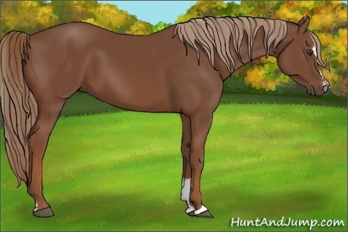 Horse Color:Chestnut Sabino 