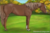 Horse Color:Chestnut Sabino 