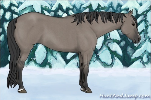Horse Color:Grullo Roan Sabino 