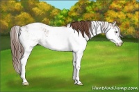 Horse Color:Chestnut Sabino