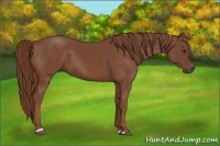 Horse Color:Chestnut Sabino 