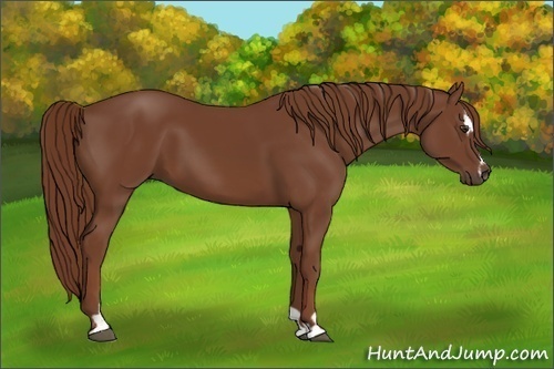 Horse Color:Chestnut Sabino