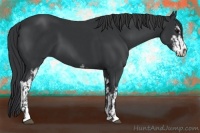 Horse Color:Black Sabino  and Black Sabino 