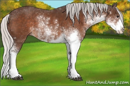 Horse Color:Silver Bay Sabino 