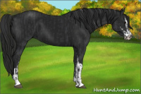 Horse Color:Black Sabino and Gray Black Sabino