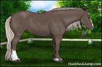 Horse Color:Silver Black Sabino 