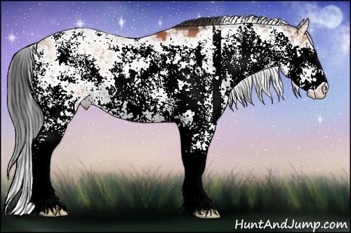 Horse Color:Bay Sabino 